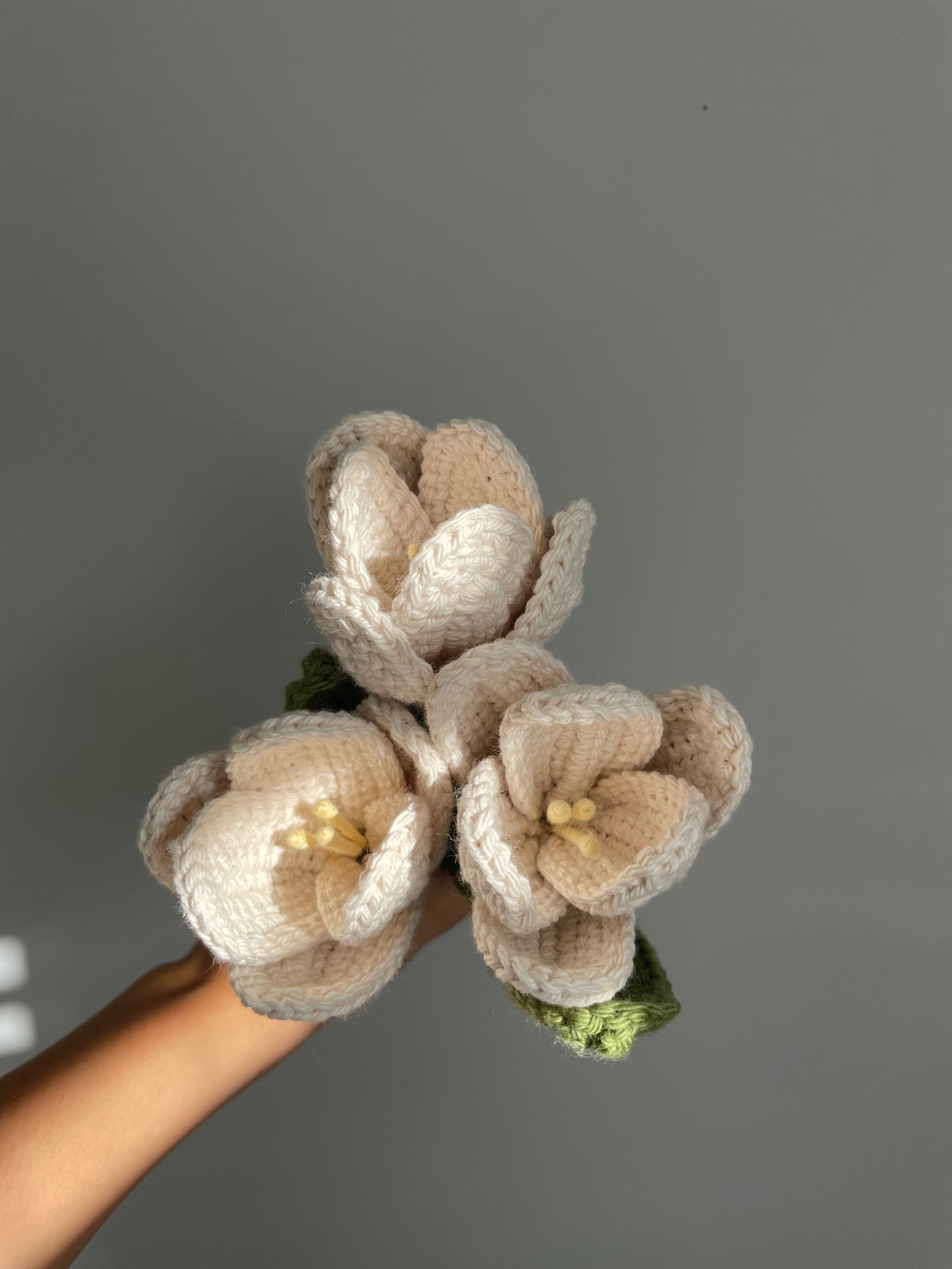 Beige White Tulip