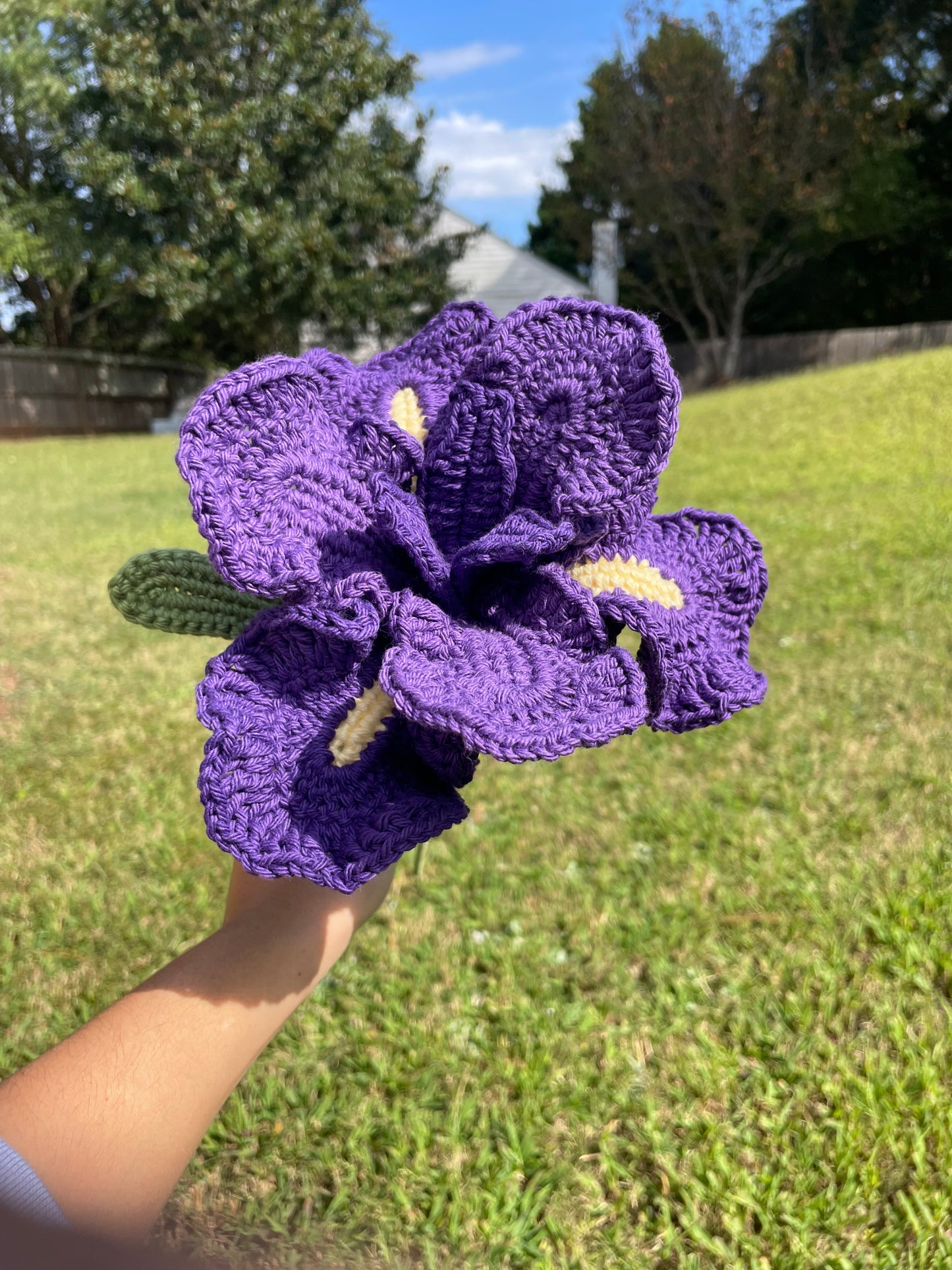 Dark Purple Iris