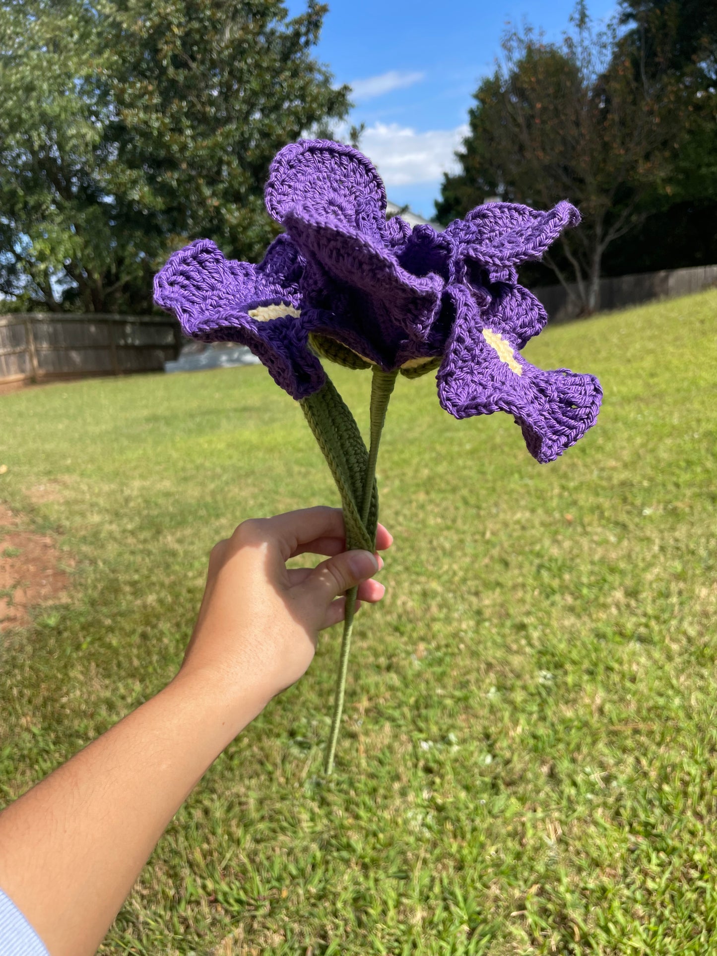 Dark Purple Iris