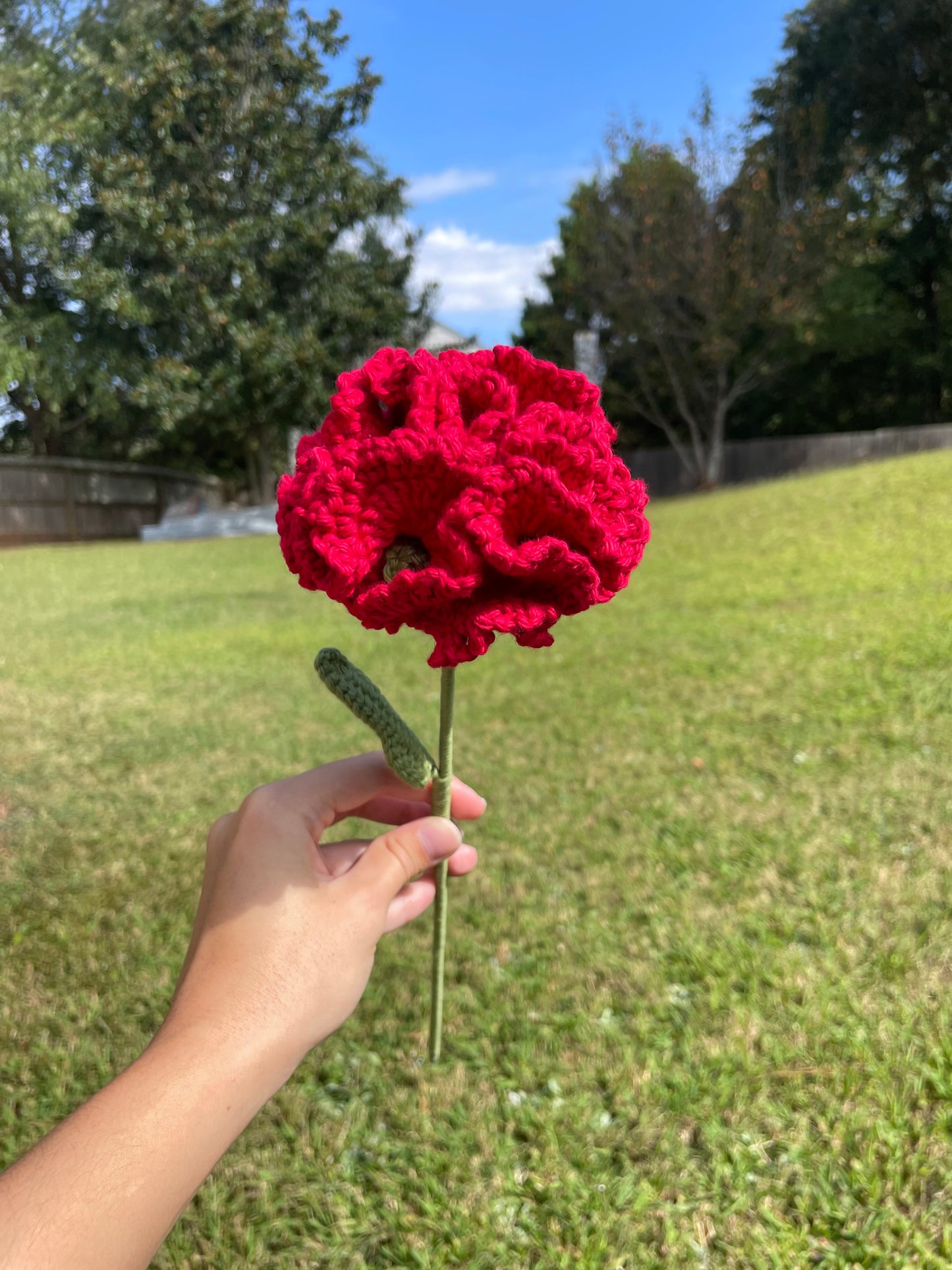 Carnation
