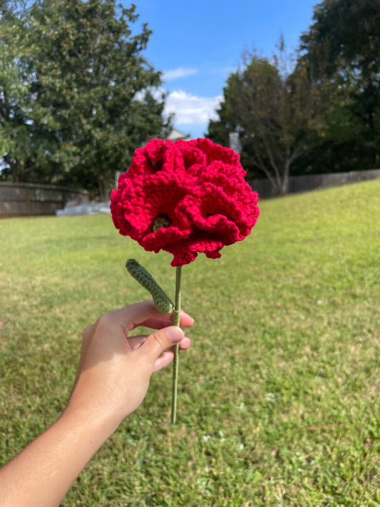 Carnation