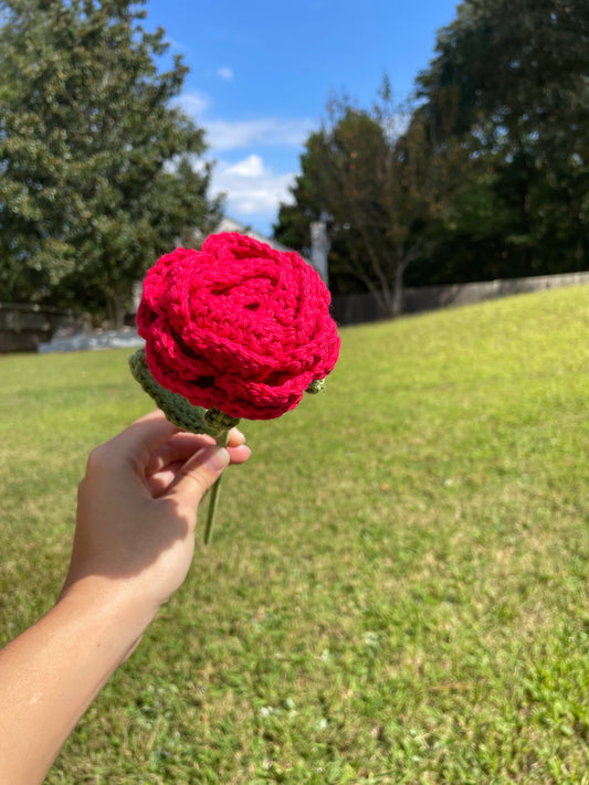 Cream Rose