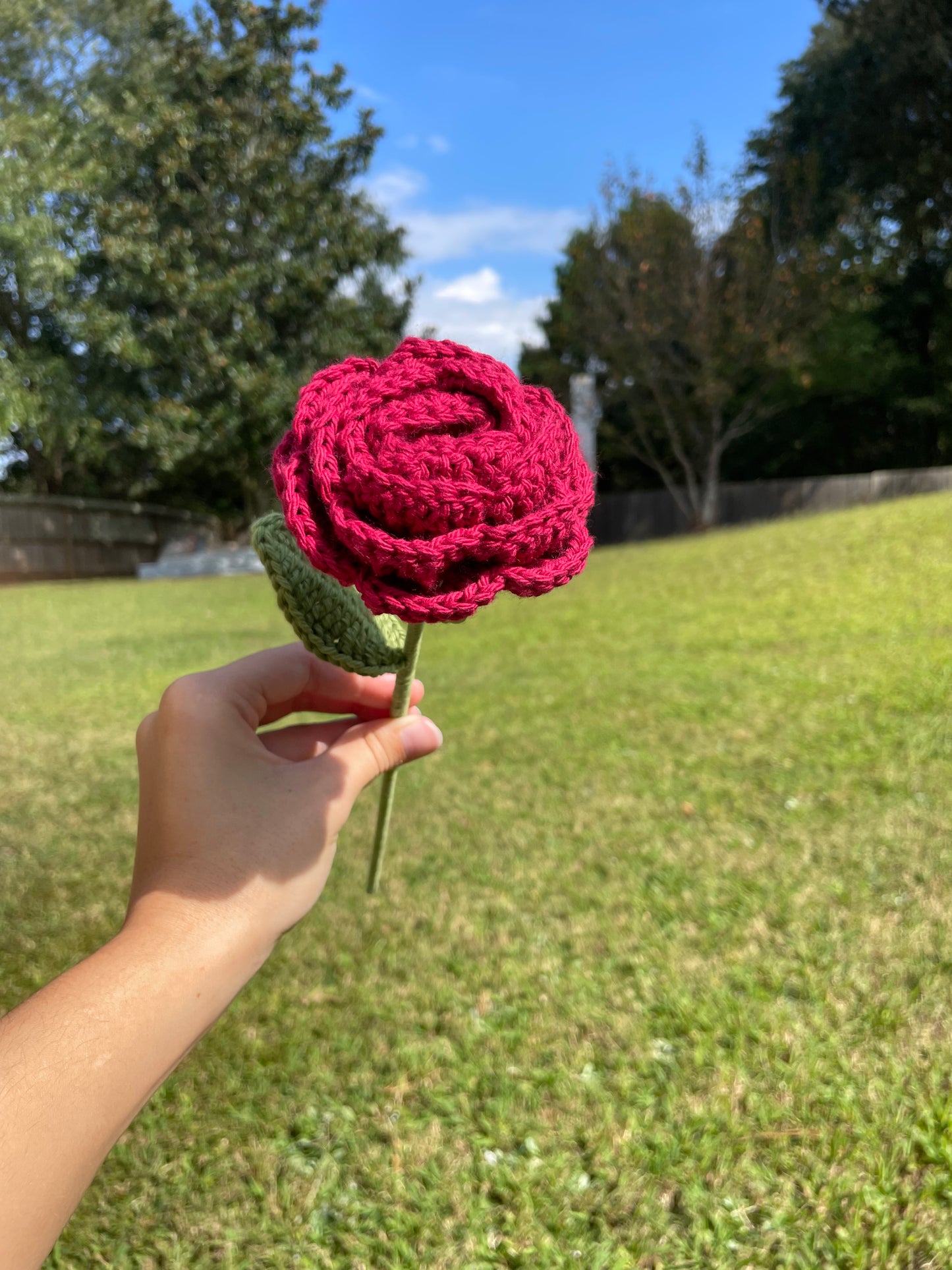 Cream Rose