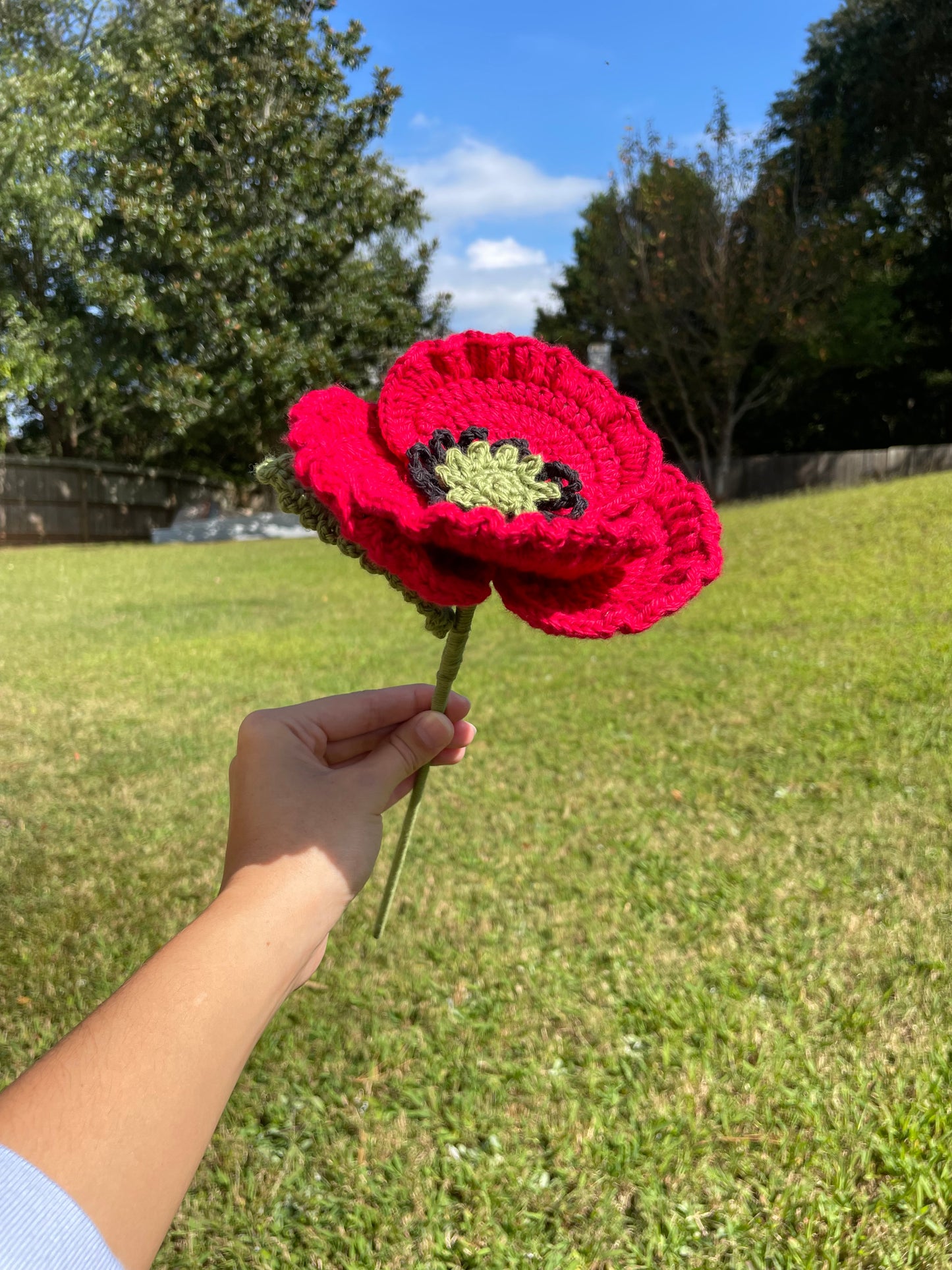 Poppies
